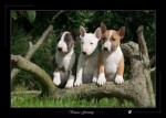 Chiots bull terrier standard lof