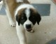 Cedes chiot st bernard a poils long, inscrit lof, male,