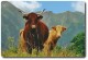 Vente directe de viande de boeuf croisé Salers-Charolais. 