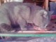 Perdu chat gris chartreux sous traitement medical,agé de 6 Perdu chat gris chartreux sous traitement medical,agé de 6