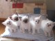Voici mes adorables chatons sacrée de Birmanie pour Voici mes adorables chatons sacrée de Birmanie pour