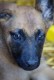 Vends 9 chiots berger malinois pure race, tatoués et