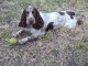 Www.mon chien.com recherche diego mon cocker blanc taches Www.mon chien.com recherche diego mon cocker blanc taches