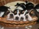 Donne pour adoption contre bons soins chiot de type Basset