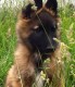 Vends chiots type BERGER TERVUEREN 4 mâles et 3 femelles