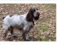 Recherche cocker recherche cocker anglais blanc taches Recherche cocker recherche cocker anglais blanc taches