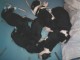 A reserver chiot type vroiser bouvier bernois non lof ne le A reserver chiot type vroiser bouvier bernois non lof ne le