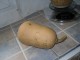 Exploitation vend lot de 25 graines de courge à spagheti, Exploitation vend lot de 25 graines de courge à spagheti,