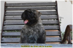 Bouvier des Flandres chiot DISPO ou à RESERVER 4