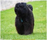 BOUVIER DES FLANDRES DISPO ou à RESERVER dès maintenant 1