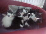 Donne chatons 1