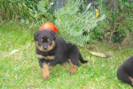 Chiots rottweiler