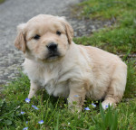 Chiot Golden Retriever Pure Race 2