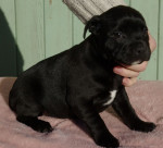 Magnifique staffordshire bull terrier