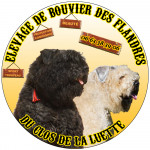 BéBés Bouviers des Flandres DISPO 1