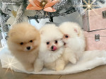 Chiots Spitz nain LOF excellent ligné 2