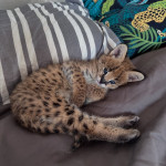 Serval d'exception l'élégance de la savane chez vous 3