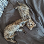 Serval d'exception l'élégance de la savane chez vous 2