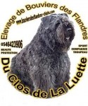 BOUVIER DES FLANDRES du Clos de la Luette dispo 1