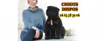 BOUVIER DES FLANDRES du Clos de la Luette dispo 4