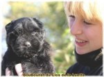 BOUVIER DES FLANDRES du Clos de la Luette dispo 3