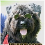 BOUVIER DES FLANDRES du Clos de la Luette dispo 2