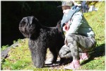 Bébés Bouviers des Flandres DU CLOS DE LA LUETTE 2