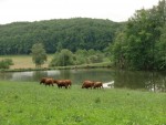 Gite Cantal à la ferme 3*** avec pêche. 3