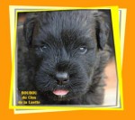 BOUVIER DES FLANDRES du Clos de la Luette DISPONIBLE 2