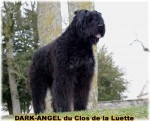 BOUVIER DES FLANDRES du Clos de la Luette DISPONIBLE 4