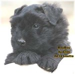 BOUVIER DES FLANDRES du Clos de la Luette