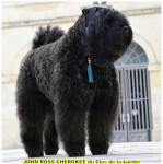 BOUVIER DES FLANDRES du Clos de la Luette 4