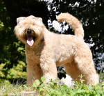 BOUVIER DES FLANDRES du Clos de la Luette DISPO 4