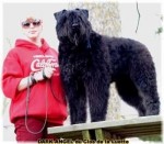 BOUVIER DES FLANDRES du Clos de la Luette DISPONIBLE 3