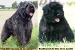 BOUVIER DES FLANDRES du Clos de la Luette DISPO 1