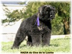 BOUVIER DES FLANDRES du Clos de la Luette DISPO 3