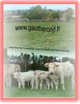 Viande Bovine en Directe de la Ferme 3