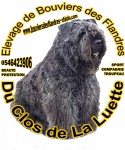 BOUVIERS DES FLANDRES DU CLOS DE LA LUETTE - CHIOTS DISPO-RESERVA 1