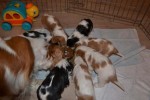 Chiots cavalier king charles LOF