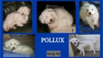 POLLUX BICHON 10 ANS PERDU OU VOLE 2