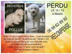 POLLUX BICHON 10 ANS PERDU OU VOLE