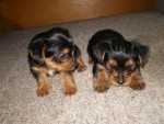 Magnifique Chiots Yorkshire Terrier