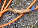 Rallonge électrique avec prise de terre. 24 à 25 m de longueur. 2