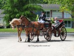 Attelages / chevaux pour vos mariages