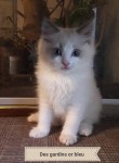 Chatons ragdoll loof 2