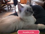 Chatons ragdoll loof 3